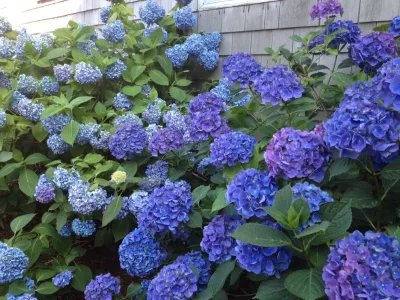 Bloomshell, LLC - Landscape Design in Harwich, MA