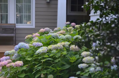 Annabelle Sailer Garden Design - Landscape Design in Annapolis, MD
