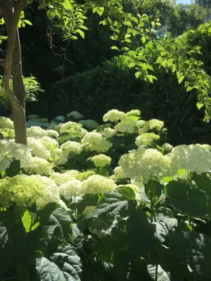 Gardens — Landscape Design project by Annabelle Sailer Garden Design