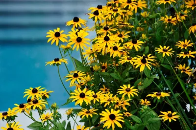 Davis Landscape Design LLC - Garden Remodeling in Wainscott, NY
