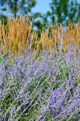 Sagaponack Traditional — Landscape Design project by Davis Landscape Design LLC in Sagaponack