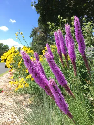 ReWild Native Gardens, LLC - Garden Remodeling in Bloomington, IL