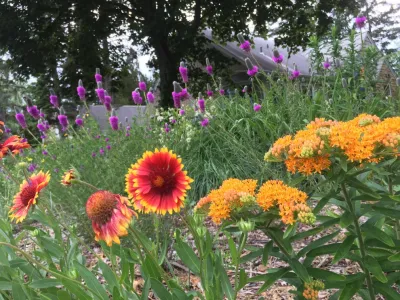 ReWild Native Gardens, LLC - Garden Remodeling in Bloomington, IL