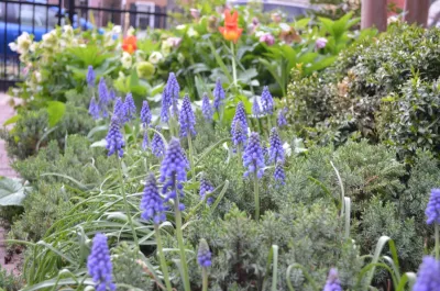 Capital Gardenkeepers LLC - Landscape Design in Washington, 