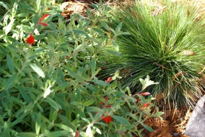 Deanna Foster Landscape Design - Landscape Design in Los Angeles, CA