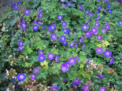 Dear Garden Associates, Inc. - Garden Remodeling in Doylestown, PA