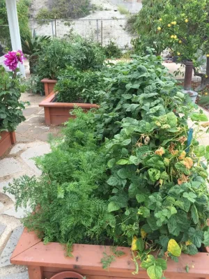 Carlygarden Landscape Design - Landscape Design in Irvine, CA