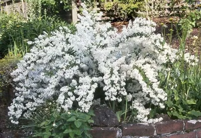 Arbor Green Landscapes - Landscape Design in 