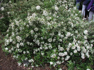 Arbor Green Landscapes - Landscape Design in 
