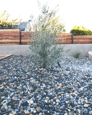 Deep Rooted Designs, Inc. - Drought-Resistant Lawn Installation in San Diego, CA