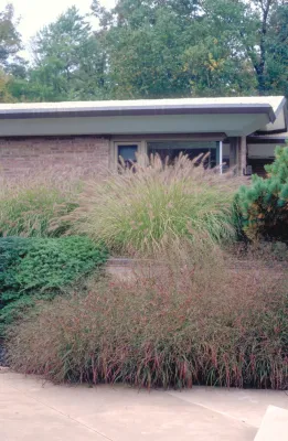 Planting Gone Wild — Landscape Design project by CLINTON+RIES Landscape Architects, PC