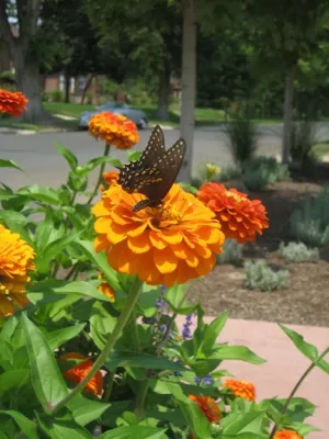 Dave Johnson, Landscape Architect, LLC - Landscape Design in Denver, CO