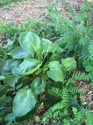 ReWild Native Gardens, LLC - Garden Remodeling in Bloomington, IL
