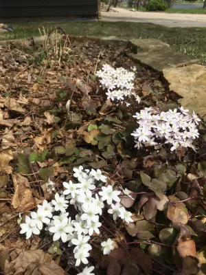 ReWild Native Gardens, LLC - Garden Remodeling in Bloomington, IL