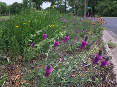 ReWild Native Gardens, LLC - Garden Remodeling in Bloomington, IL