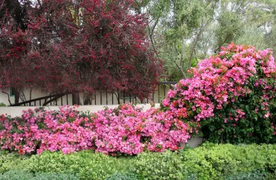Donna Lynn - Landscape Designer - Landscape Design in Santa Barbara, CA