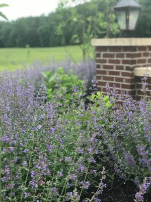 Designs by Denise LLC - Landscape Construction in Lexington, KY