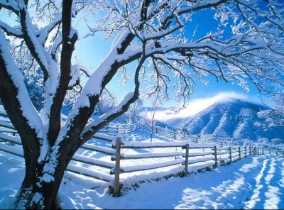 Winter Landscaping — Landscape Design project by Detailed Landscape in Fort Collins
