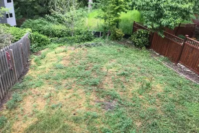 Inman Park Backyard Renovation — Landscape Design project by Fred! Lawn Design Co. in Atlanta