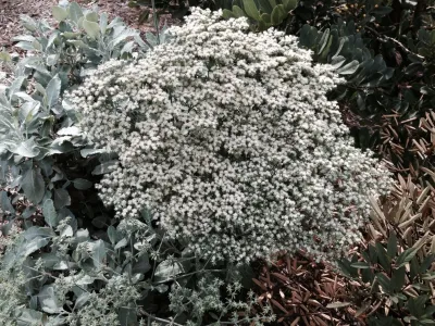 Dirt Diva Designs - Landscape Design in Studio City, CA