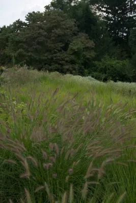 Teardrop Meadow, Birchrunville by Donald Pell - Gardens