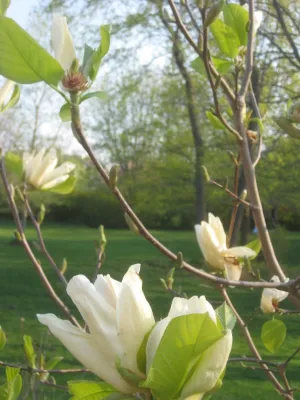 Aristocratic Plants — Landscape Design project by Donald Pell - Gardens in Malvern