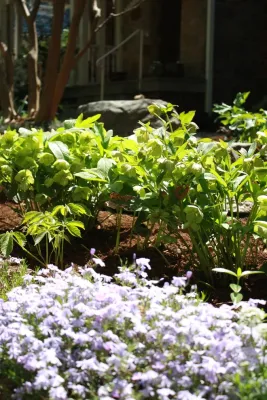Hawthorne Garden Design - Landscape Design in Washington, 
