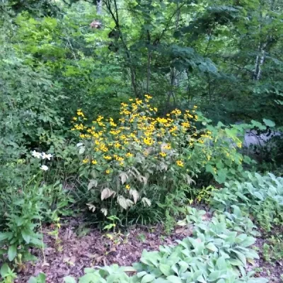 Dream Gardens Landscape Design & Installation - Garden Remodeling in Chattanooga, TN