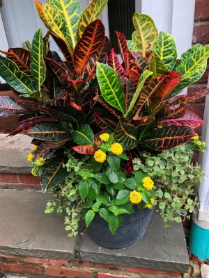 Pots, Planters and Window Boxes — Landscape Design project by Innovative Garden Design
