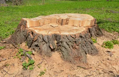 Tree Removal | Tree Trimming & Pruning | Morris, CT — Landscape Design project by John Spector Landscape Design
