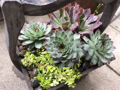 Succulent Container Gardening in Piedmont — Landscape Design project by DVA Consulting And Design