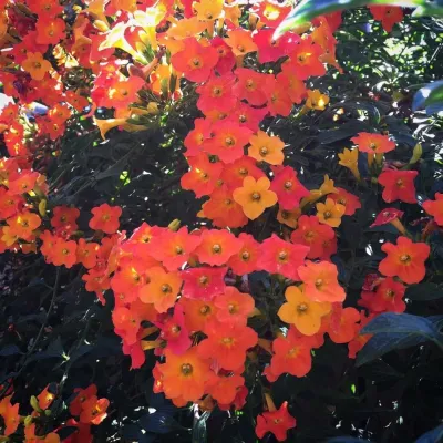 Montclair Clients — Landscape Design project by DVA Consulting And Design in Oakland