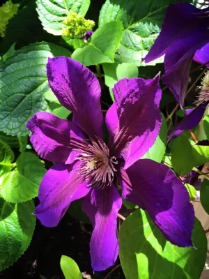 DVA Consulting and Design - Landscape Maintenance in Rodeo, CA