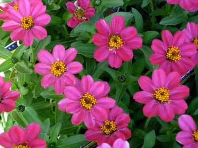 Pink in Piedmont — Landscape Design project by DVA Consulting And Design