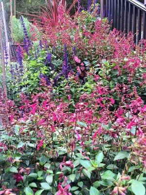 Hummingbird & Butterfly Garden — Landscape Design project by DVA Consulting And Design