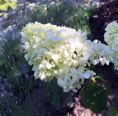 Upper Rockridge — Landscape Design project by DVA Consulting And Design in Oakland