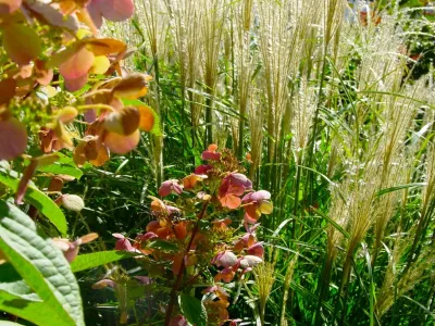 Karen K. Ma Landscape Design Studio LLC - Landscape Design in Norwalk, CT