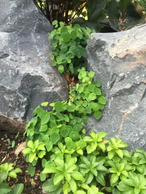 Grateful Beds - Landscape Design in Minneapolis, MN