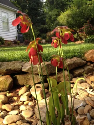 Dry Streams, Rain Gardens and Bog Gardens by Earth Design, Inc.