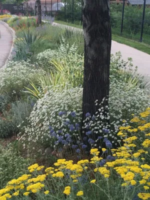 Gardens on Spring Creek hellstrip — Landscape Design project by Lauren Springer in Fort Collins