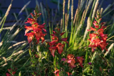 Lazar Landscape Design and Construction - Landscape Design in Oakland, CA