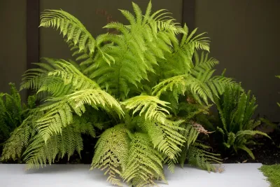 Lazar Landscape Design and Construction - Landscape Design in Oakland, CA