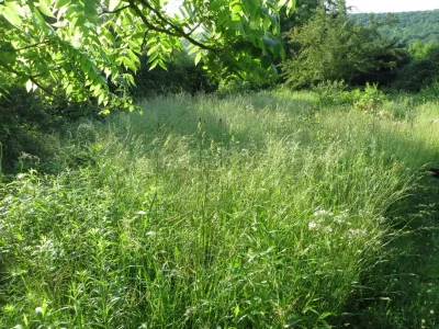 Meadow Restoration — Landscape Design project by Le Sueur Landscape Design