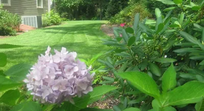 Liverant Design - Landscape Design in Sharon, MA