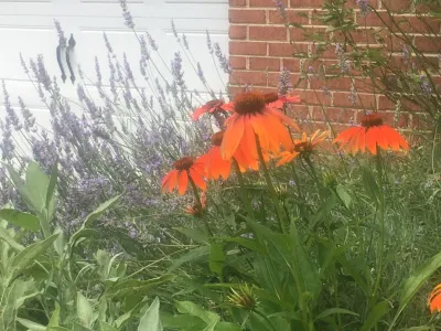 Herb garden — Landscape Design project by Earth Essence Designs in Silver Spring
