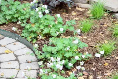 Earth Essence Designs - Garden Remodeling in Silver Spring, MD