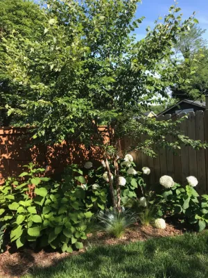Earth Essence Designs - Garden Remodeling in Silver Spring, MD