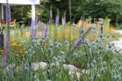 Calvin University Native Gardens — Landscape Design project by Native Edge LLC in Grand Rapids