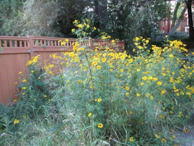 Native Meadows - Landscape Design in 
