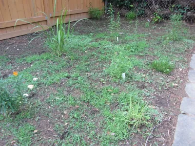 Native Meadows - Landscape Design in 